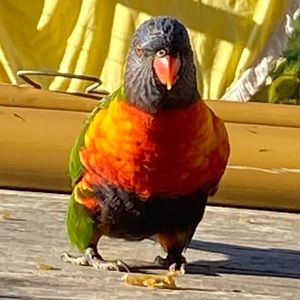 Meet your Posher, Jane